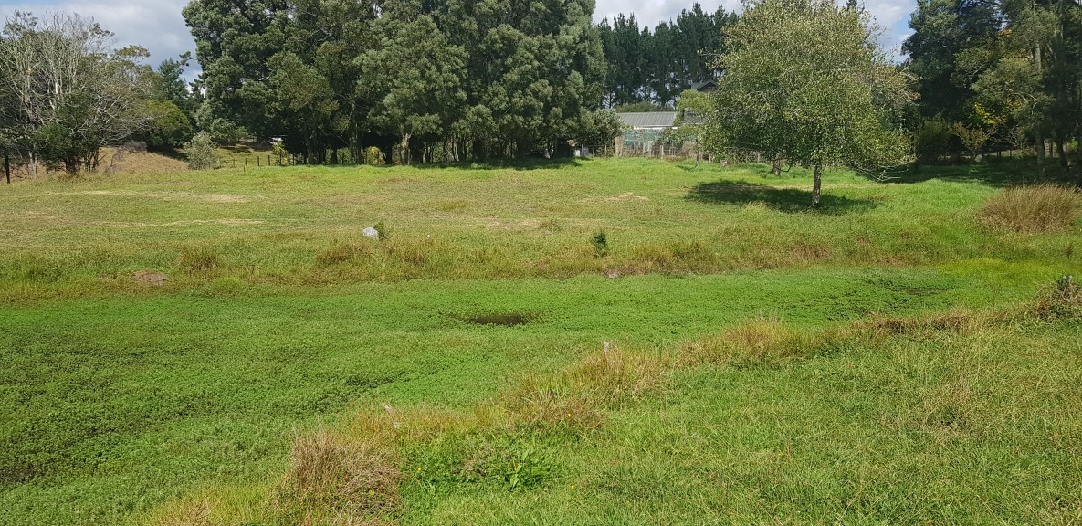 Pond Clearing Before