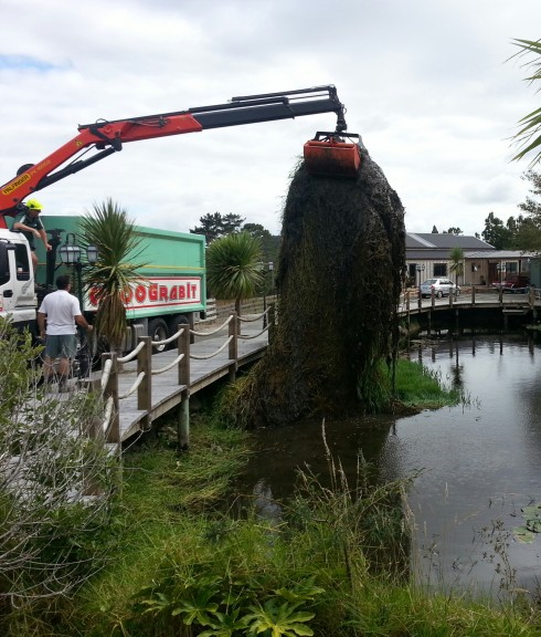 Pond Clearing v2